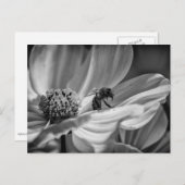 Bee auf der Cosmo-Blume - Postkarte (Vorne/Hinten)