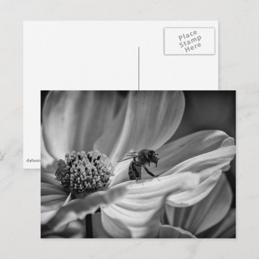 Bee auf der Cosmo-Blume - Postkarte (Vorne/Hinten)