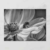 Bee auf der Cosmo-Blume - Postkarte (Vorderseite)