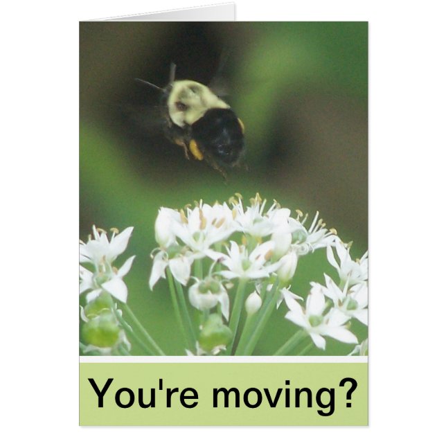 Bee Away (Vorne)