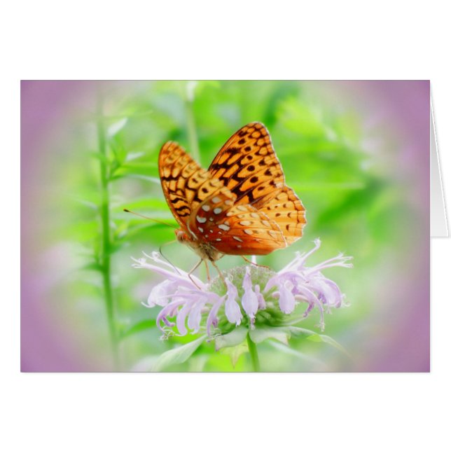 Bee Balm Butterfly - Fritillary (Vorderseite (Horizontal))