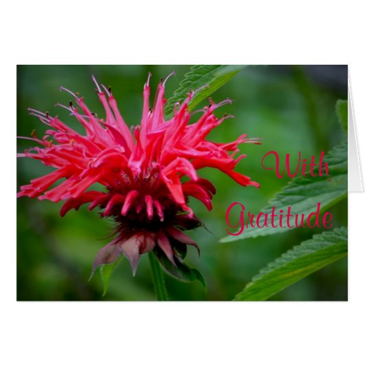 Bee Balm Danke-Card (Vorderseite (Horizontal))