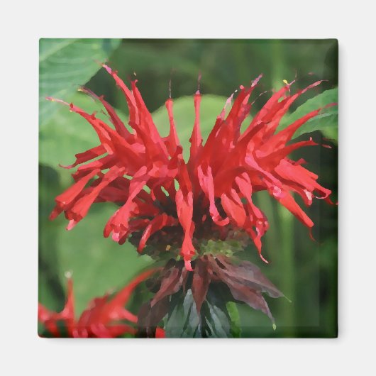 Bee Balm Magnet (Vorne)