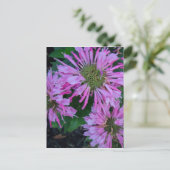 Bee Balm Postkarte (Stehend Vorderseite)
