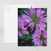 Bee Balm Postkarte (Vorne/Hinten)