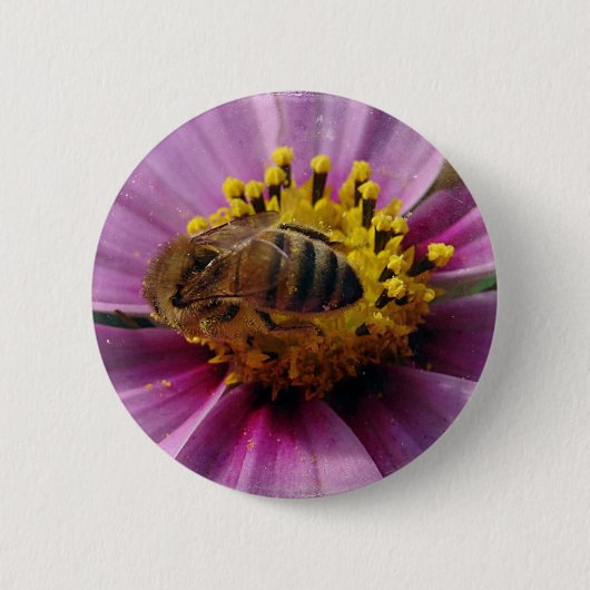 Bee Cosmo, Honey Bee und Cosmo Blume Button (Vorderseite)
