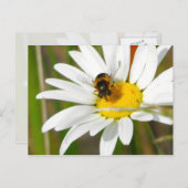 Bee & Daisy Postcard Postkarte (Vorne/Hinten)