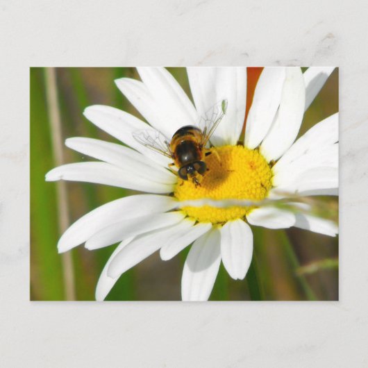 Bee & Daisy Postcard Postkarte (Vorderseite)