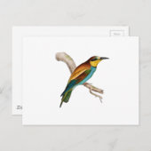 Bee Eater Postkarte (Vorne/Hinten)