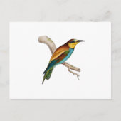 Bee Eater Postkarte (Vorderseite)