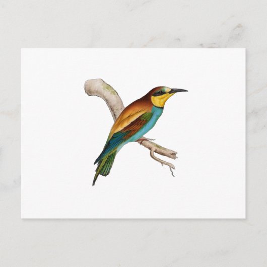 Bee Eater Postkarte (Vorderseite)