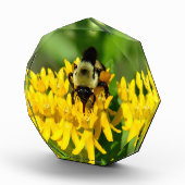 Bee Feasting on Butterfly Weed Wildflowers Fotoblock (Rechts)