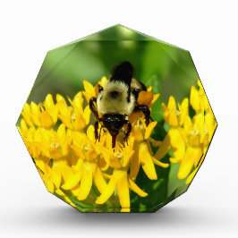 Bee Feasting on Butterfly Weed Wildflowers Fotoblock