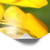 Bee Feasting on Butterfly Weed Wildflowers Fotodruck (Ecke)