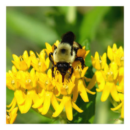 Bee Feasting on Butterfly Weed Wildflowers Fotodruck