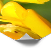 Bee Feasting on Butterfly Weed Wildflowers Poster (Ecke)