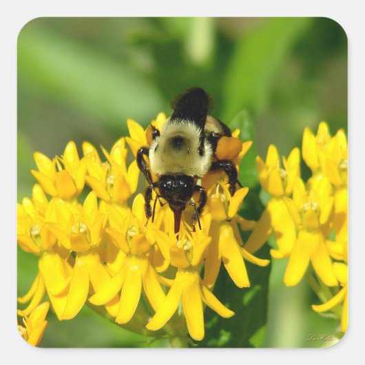 Bee Feasting on Butterfly Weed Wildflowers Quadratischer Aufkleber (Vorderseite)