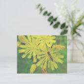Bee Fly on Hawkweed Postcard Postkarte (Stehend Vorderseite)