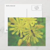 Bee Fly on Hawkweed Postcard Postkarte (Vorne/Hinten)