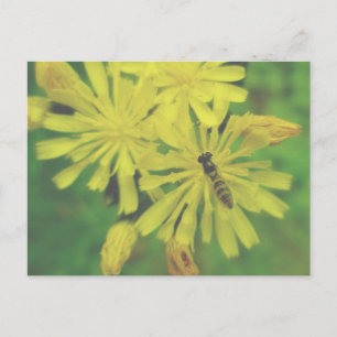 Bee Fly on Hawkweed Postcard Postkarte