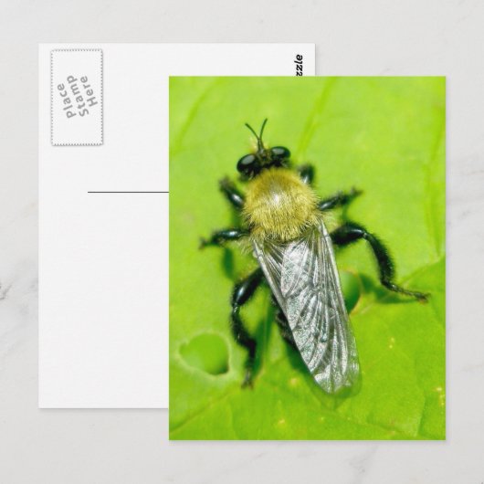 Bee Fly Postcard Postkarte (Vorne/Hinten)
