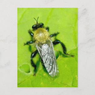 Bee Fly Postcard Postkarte