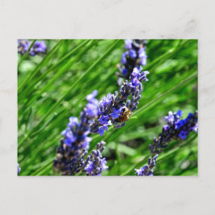 Bee foraging on lavender in the Drôme provencale Feiertagspostkarte