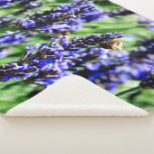 Bee foraging on lavender in the Drôme provencale Sherpadecke (3/4)