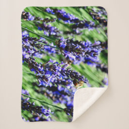 Bee foraging on lavender in the Drôme provencale Sherpadecke