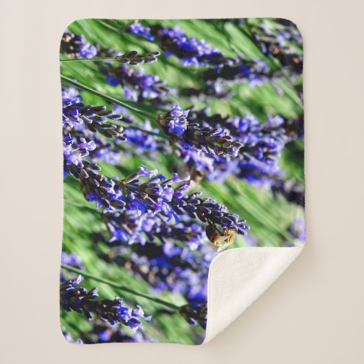 Bee foraging on lavender in the Drôme provencale Sherpadecke (Vorderseite)