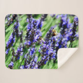 Bee foraging on lavender in the Drôme provencale Sherpadecke (Vorderseite (Horizontal))