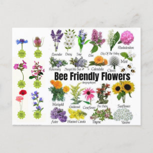 Bee-Friendly Blume Postkarte