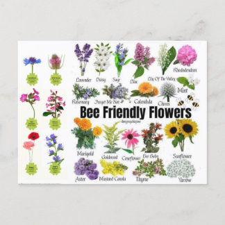 Bee-Friendly-Blume Postkarte