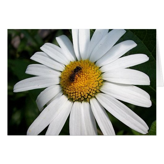 Bee Happy Daisy Card (Vorderseite (Horizontal))