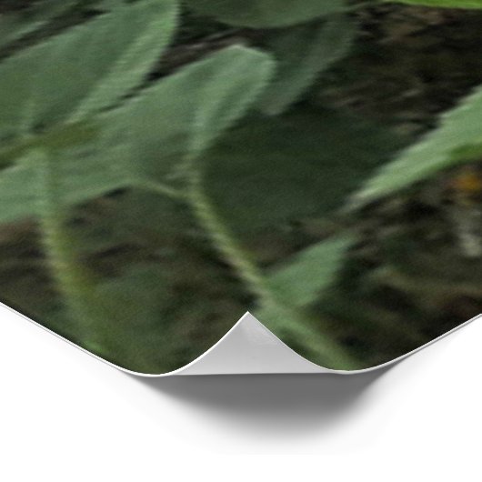 Bee Happy. Poster (Ecke)