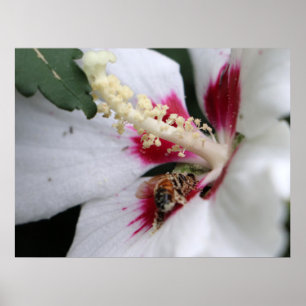 Bee Hibiskus Pollen Party Poster