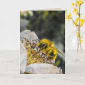 Bee in White Blume Grußkarte Karte (Gelbe Blume)
