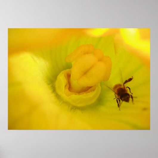 Bee In Zucchini Blume Print Poster (Vorne)