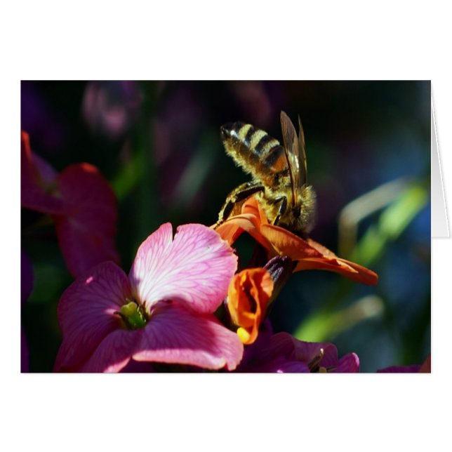 Bee-ing beschäftigt! (Vorderseite (Horizontal))