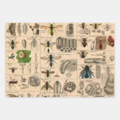 Bee Insect Bug Wasp Natural History Bees Geschenkpapier Set (Vorderseite 3)