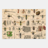 Bee Insect Bug Wasp Natural History Bees Geschenkpapier Set (Vorderseite 2)