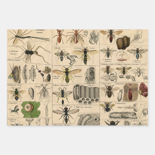 Bee Insect Bug Wasp Natural History Bees Geschenkpapier Set (Vorderseite 2)