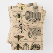 Bee Insect Bug Wasp Natural History Bees Geschenkpapier Set (Beispiel)