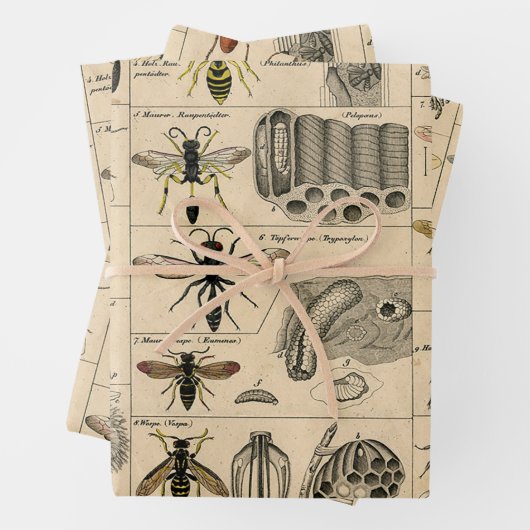 Bee Insect Bug Wasp Natural History Bees Geschenkpapier Set (Beispiel)