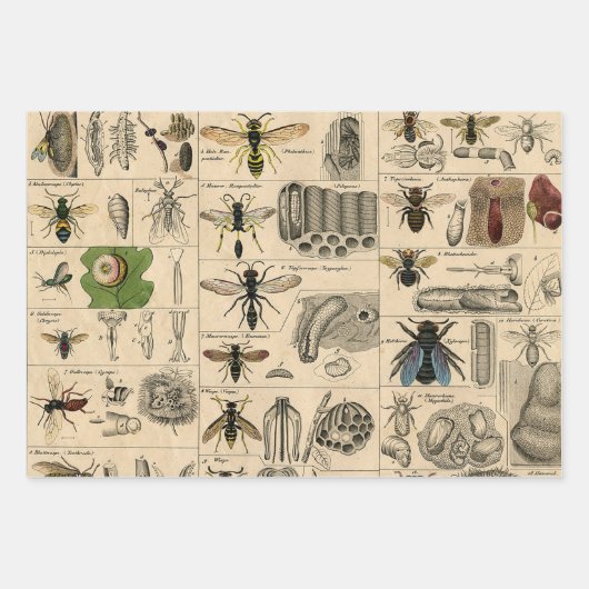 Bee Insect Bug Wasp Natural History Bees Geschenkpapier Set (Vorderseite)