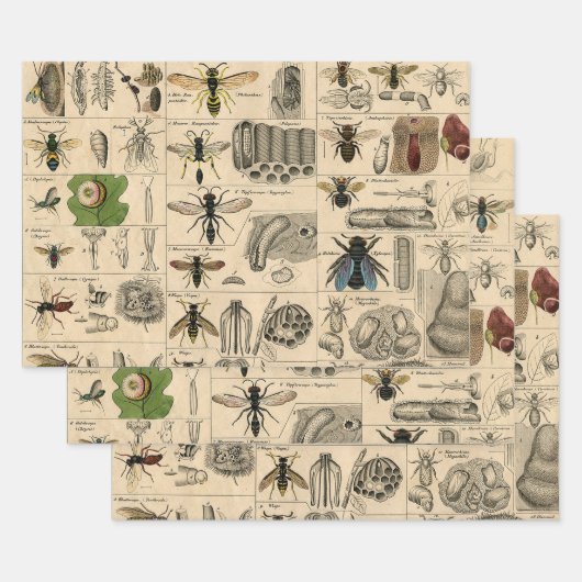 Bee Insect Bug Wasp Natural History Bees Geschenkpapier Set (Set)