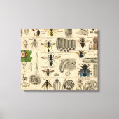 Bee Insect Bug Wasp Natural History Bees Leinwanddruck (Vorderseite)