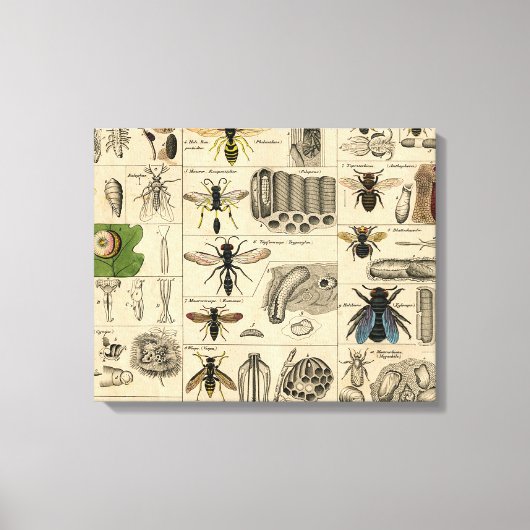 Bee Insect Bug Wasp Natural History Bees Leinwanddruck (Vorderseite)