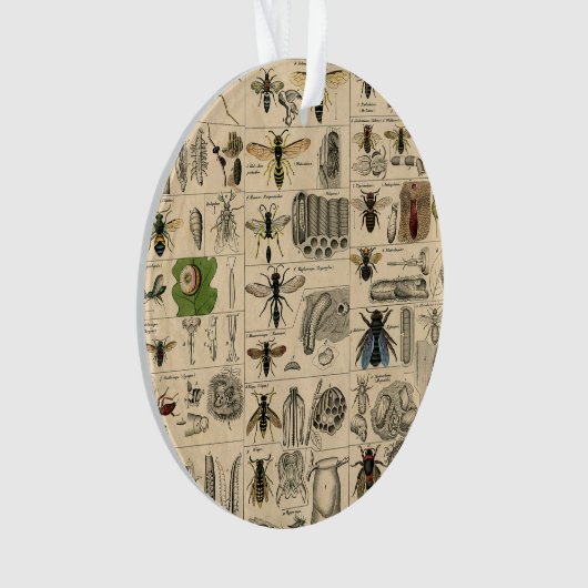 Bee Insect Bug Wasp Natural History Bees Ornament (Vorderseite)