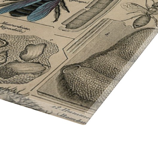 Bee Insect Bug Wasp Natural History Bees Schneidebrett (Ecke)